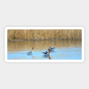 American Avocets illustration Sticker